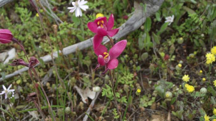 Thelymitra x macmillanii - Red Sun Orchid 7-Sep-2018p0002.JPG